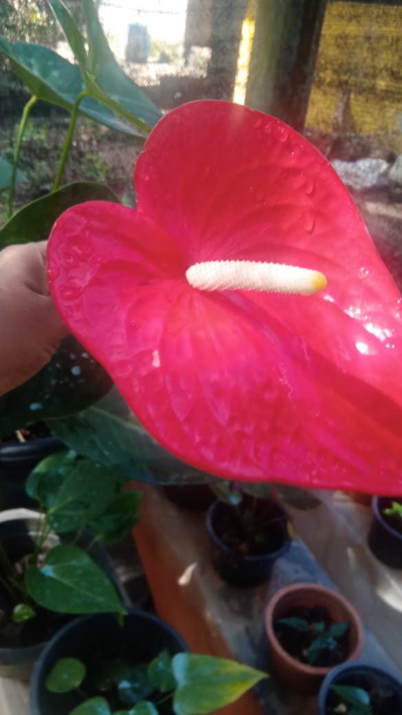 R.R.D. නදීකා ලක්මාලි