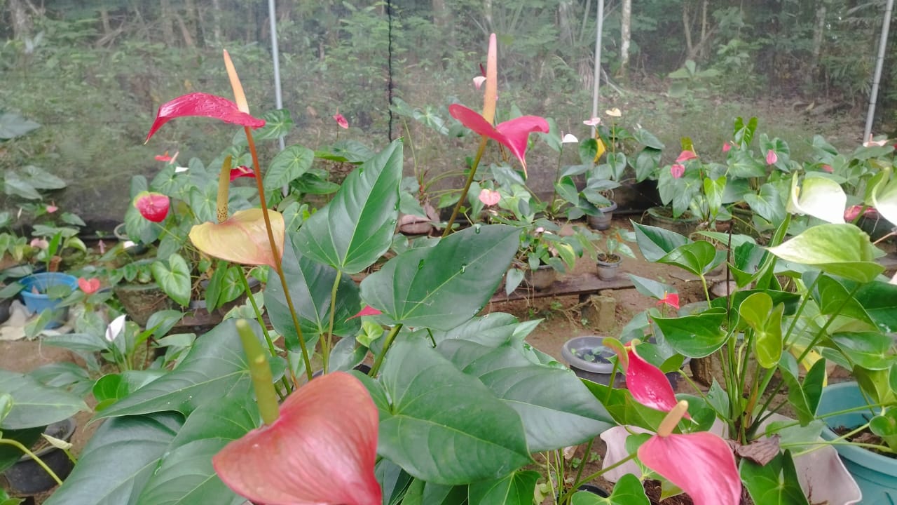 මධු මල් පැල තවාන