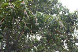 මඩුල්ල අඹ වගාව
