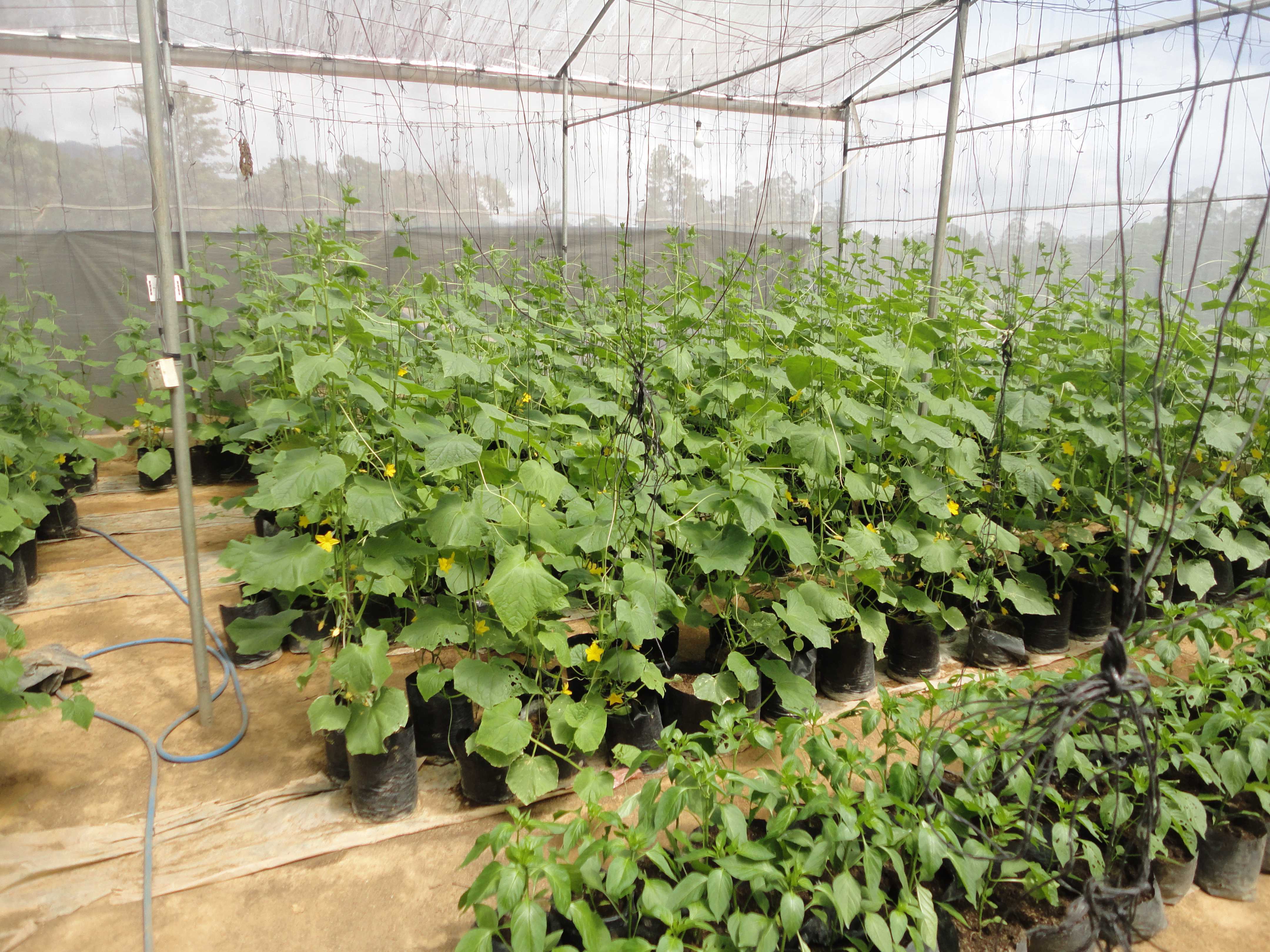 සරත් හරිතාගාර නිෂ්පාදන
