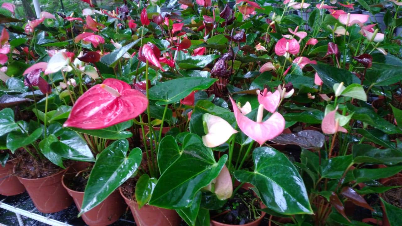 Sha Product and Flora