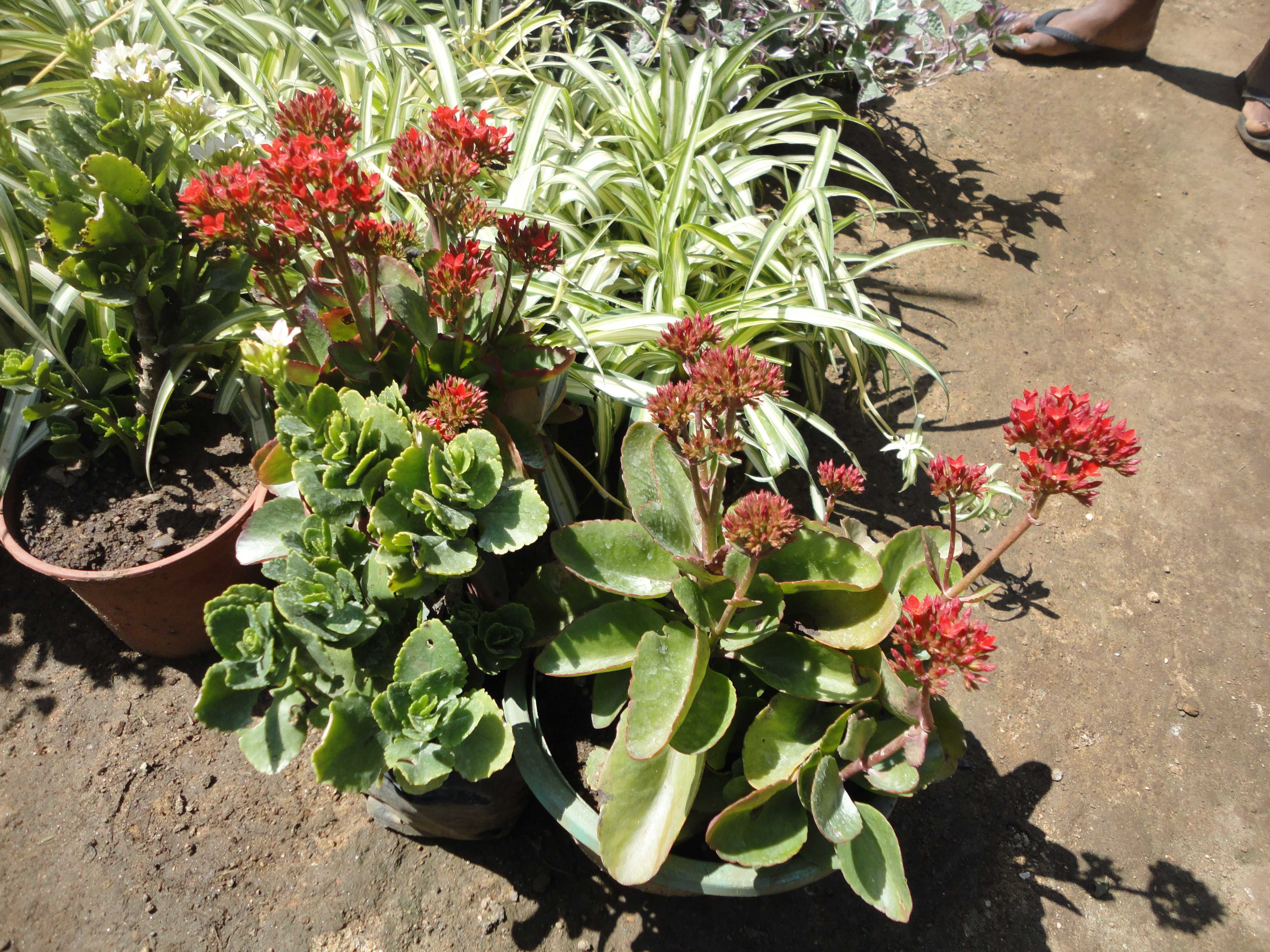 ලලිත් මල් පැල තවාන