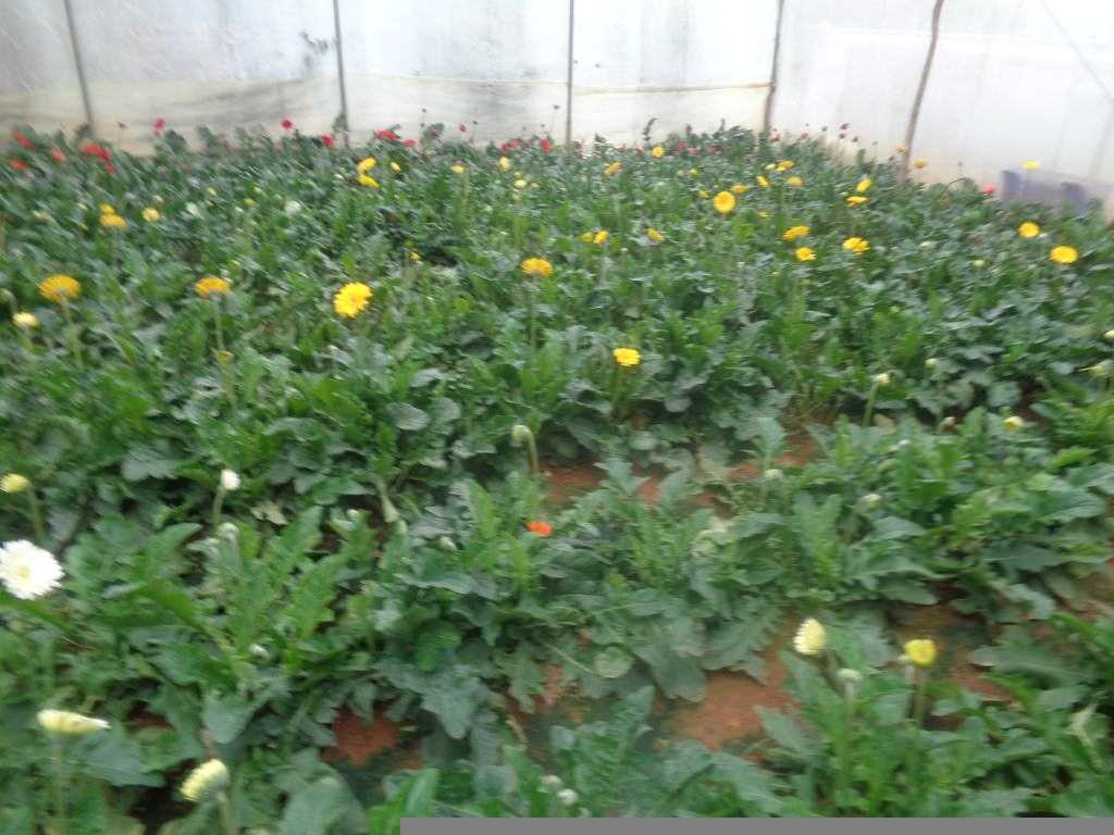 ECO ROSSES