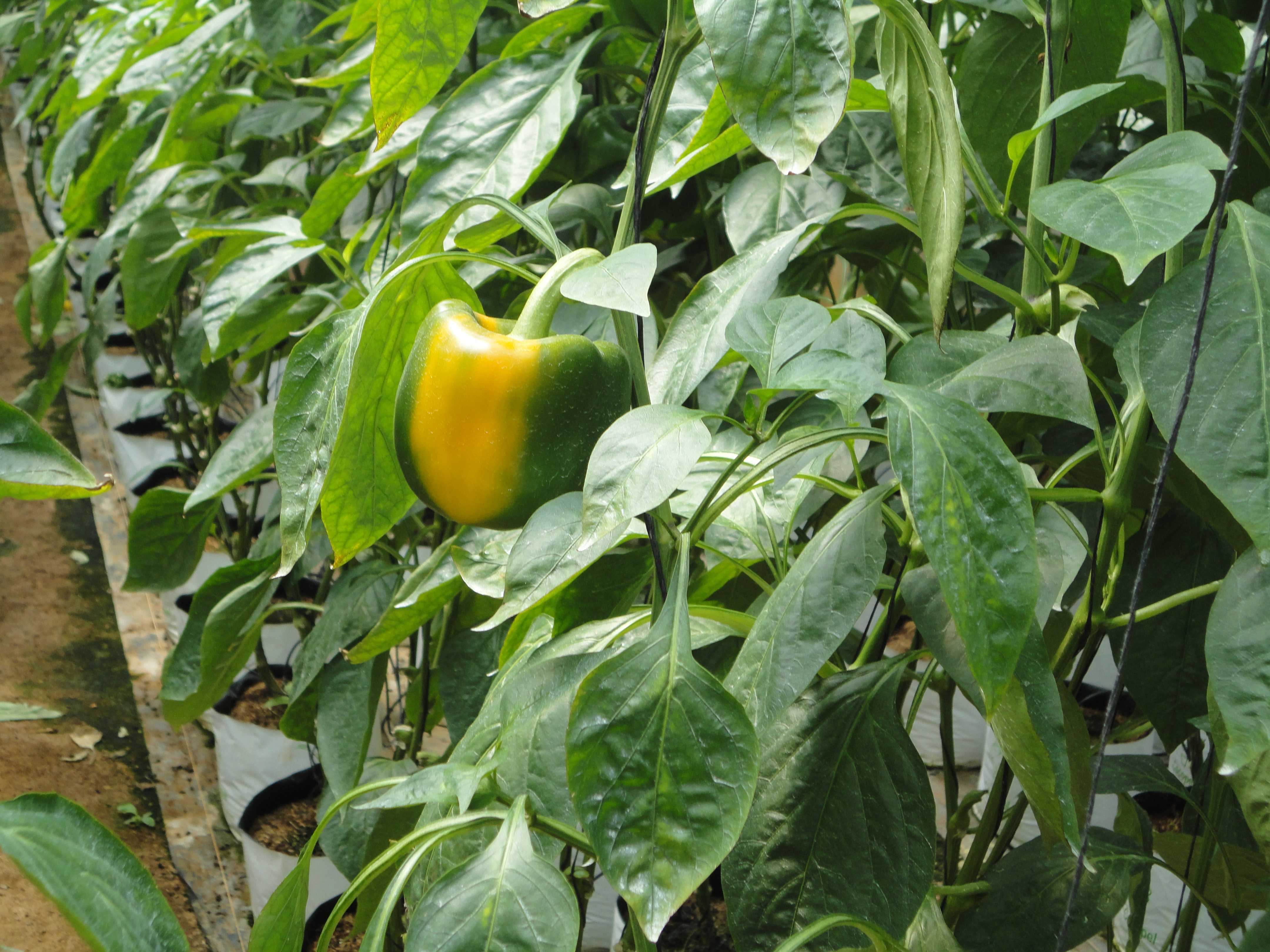 Green Rich Agro Farm