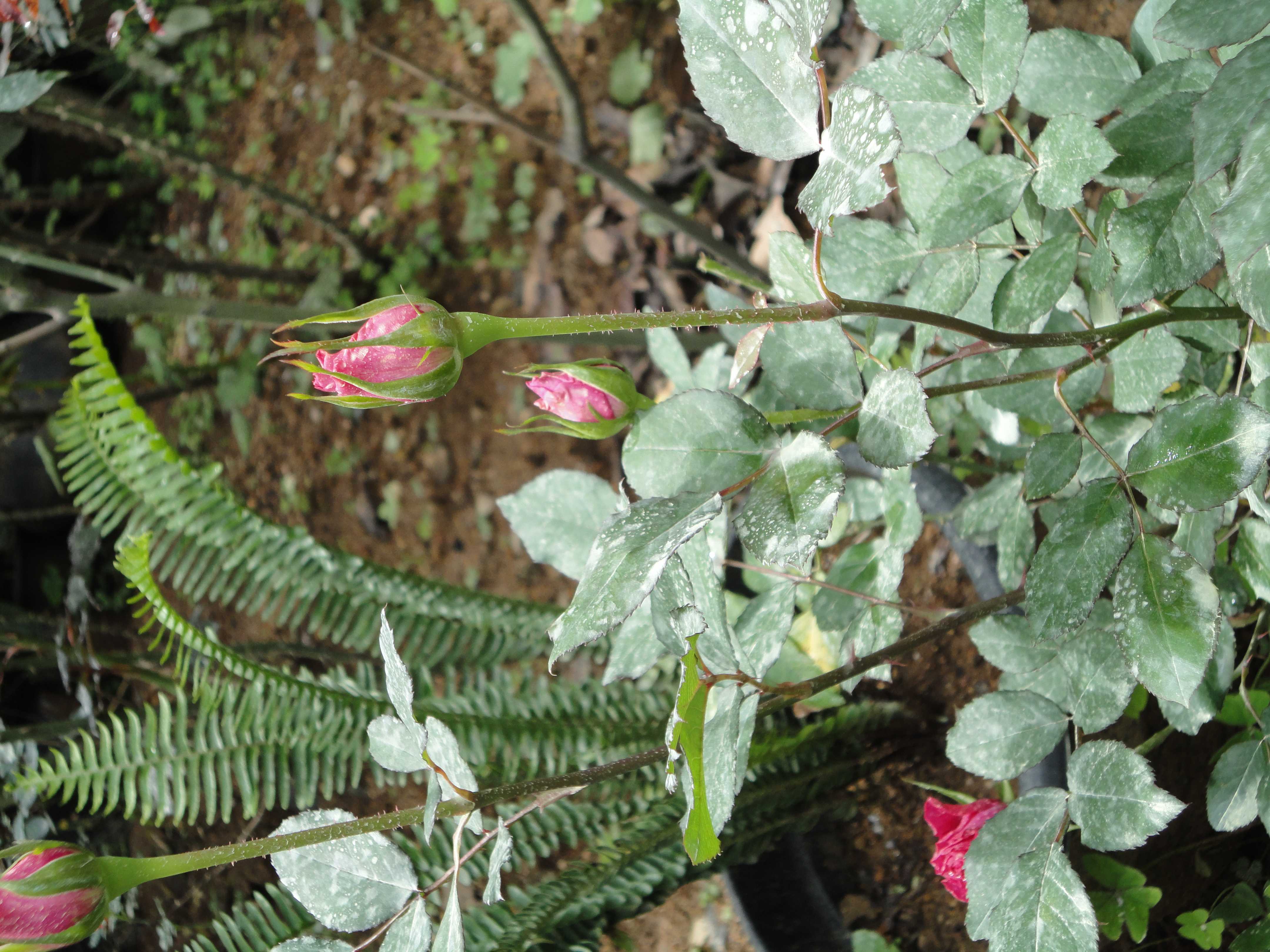 ජයනාත් මල් පැල තවාන
