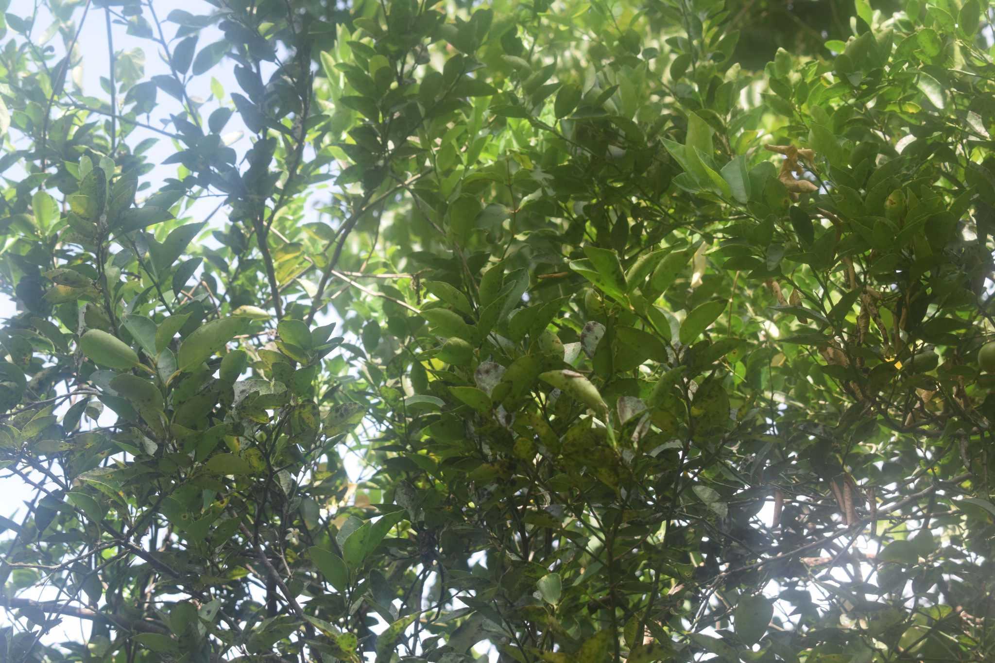 මඩුල්ල දෙහි වගාව