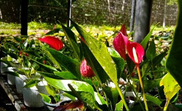 වරුණි ෆ්ලවර් සෙන්ටර්