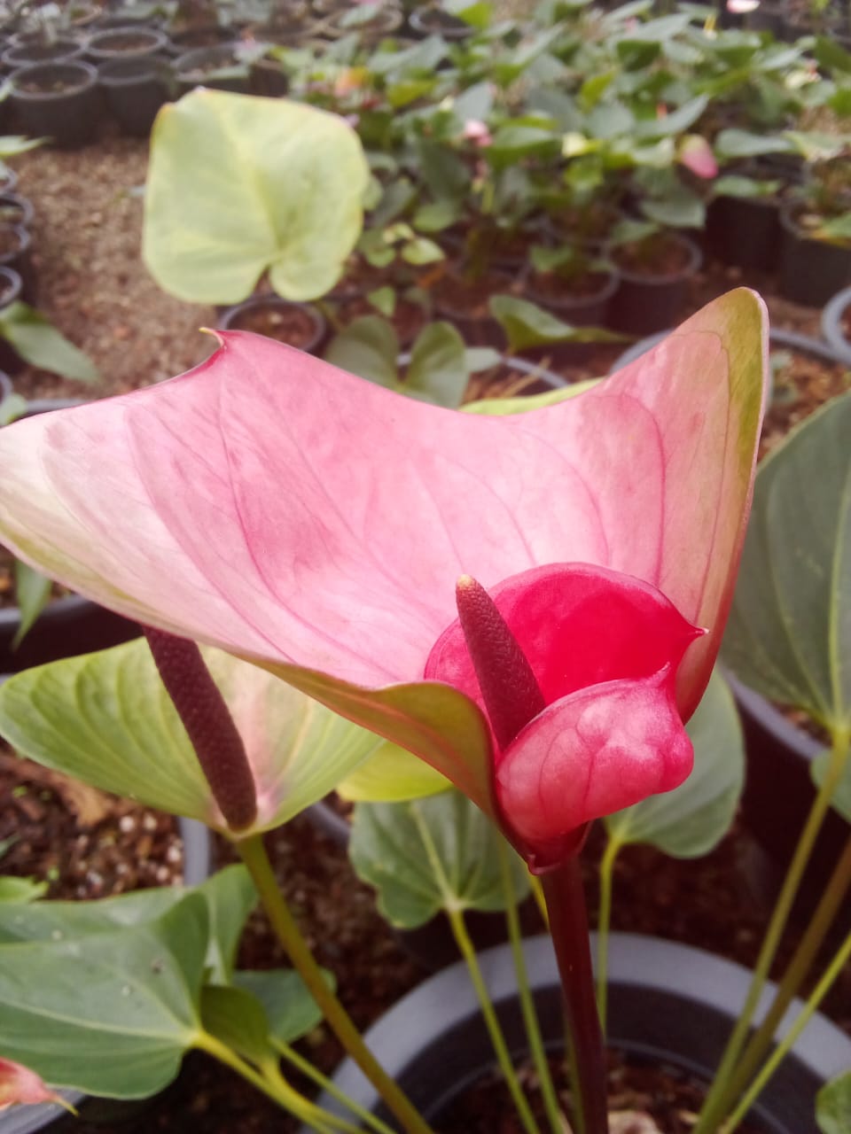 හිරු ඇන්තුරියම්