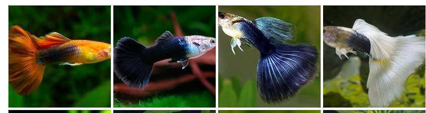 ඉන්දුනීසියම් ගප්පි ෆාම්