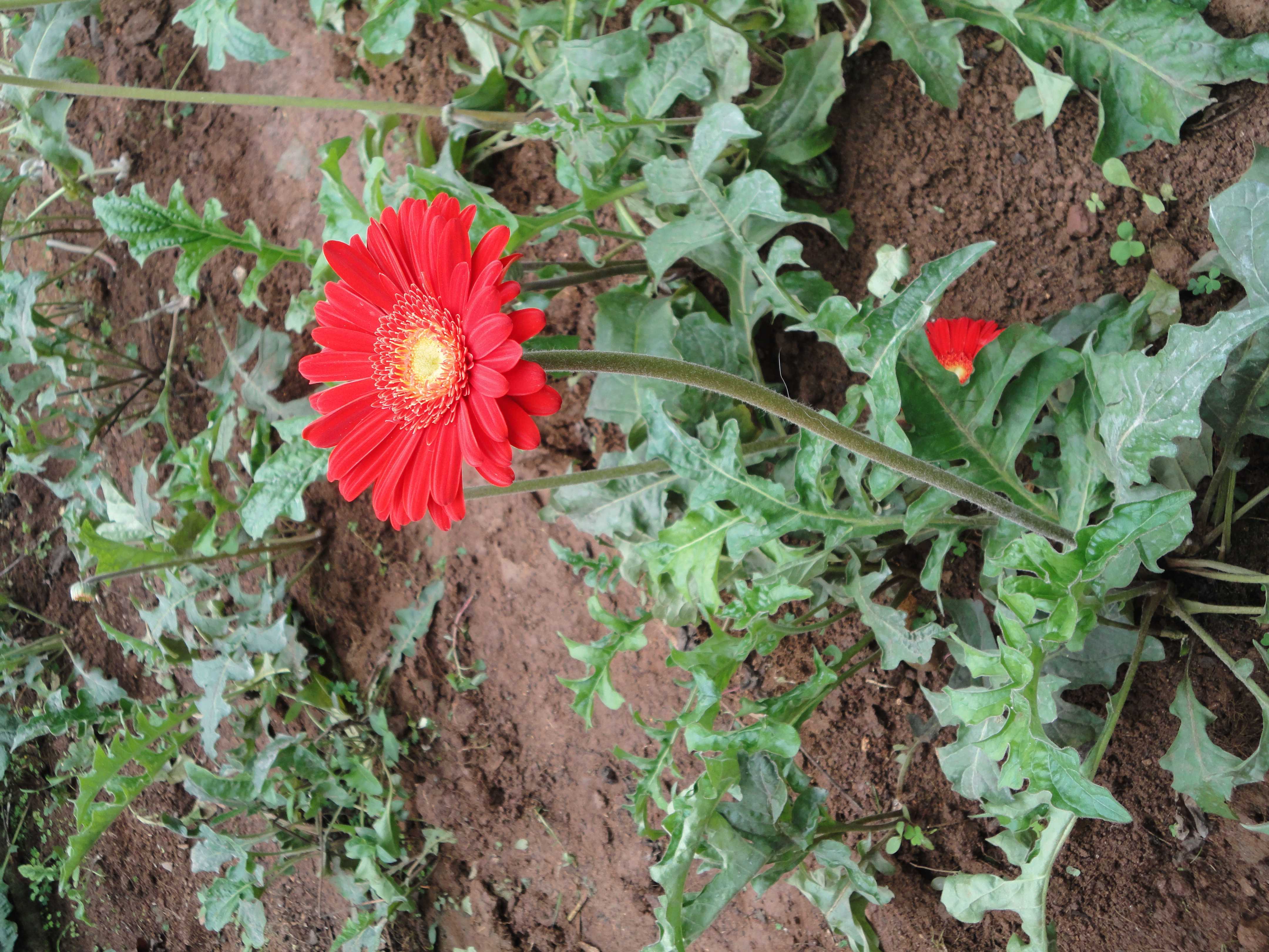 වනසිරි පැළ තවාන
