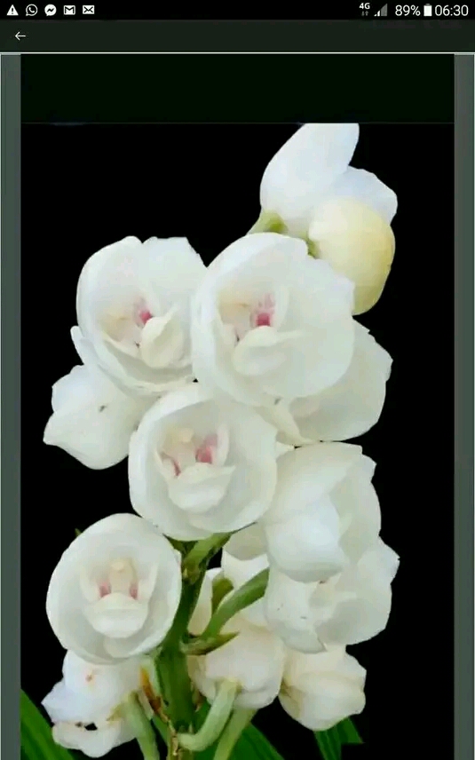 ඕකිඩ් වැල්ලවාය