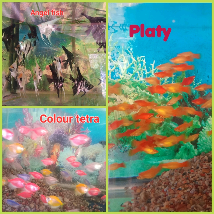 මින් රූසිරි මින් මැදුර (Min rusiri aquarium)