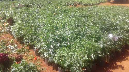 Deliya Nursery