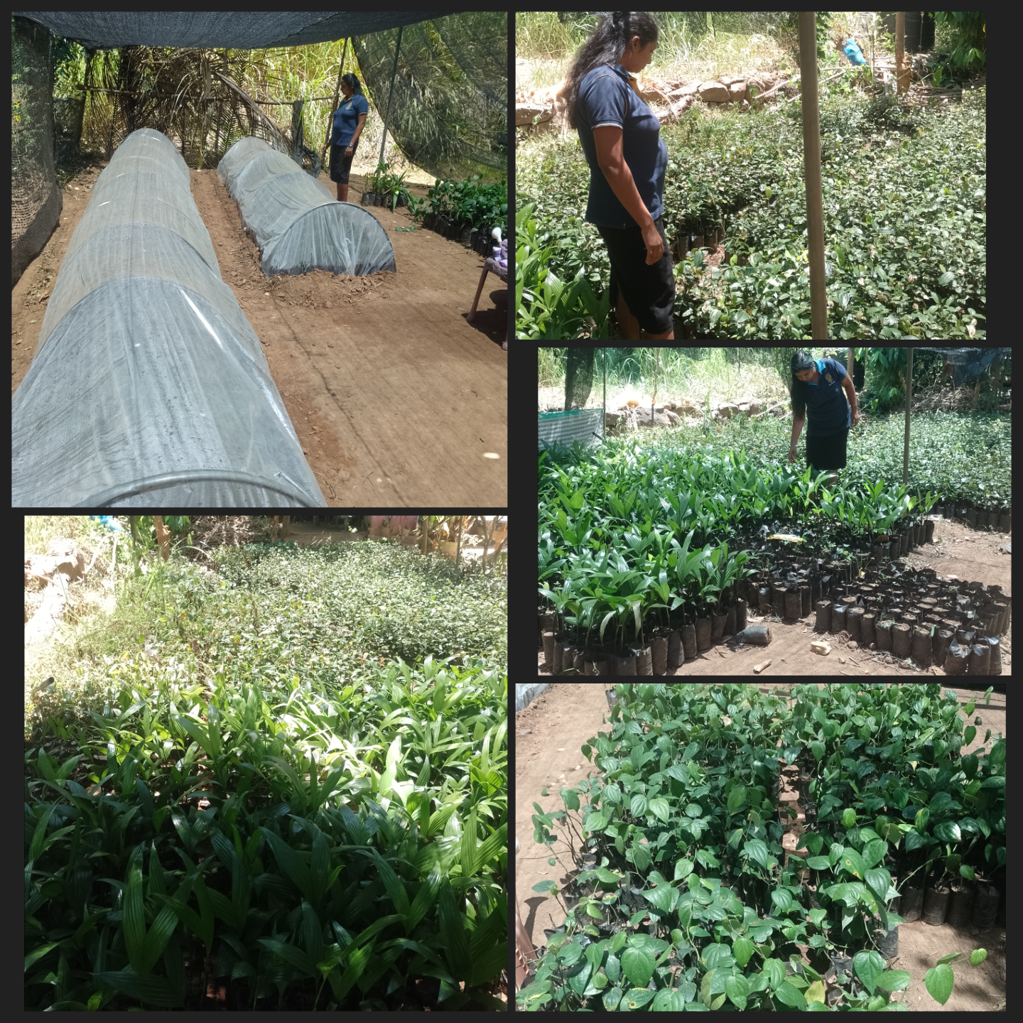 පැල තවාන්