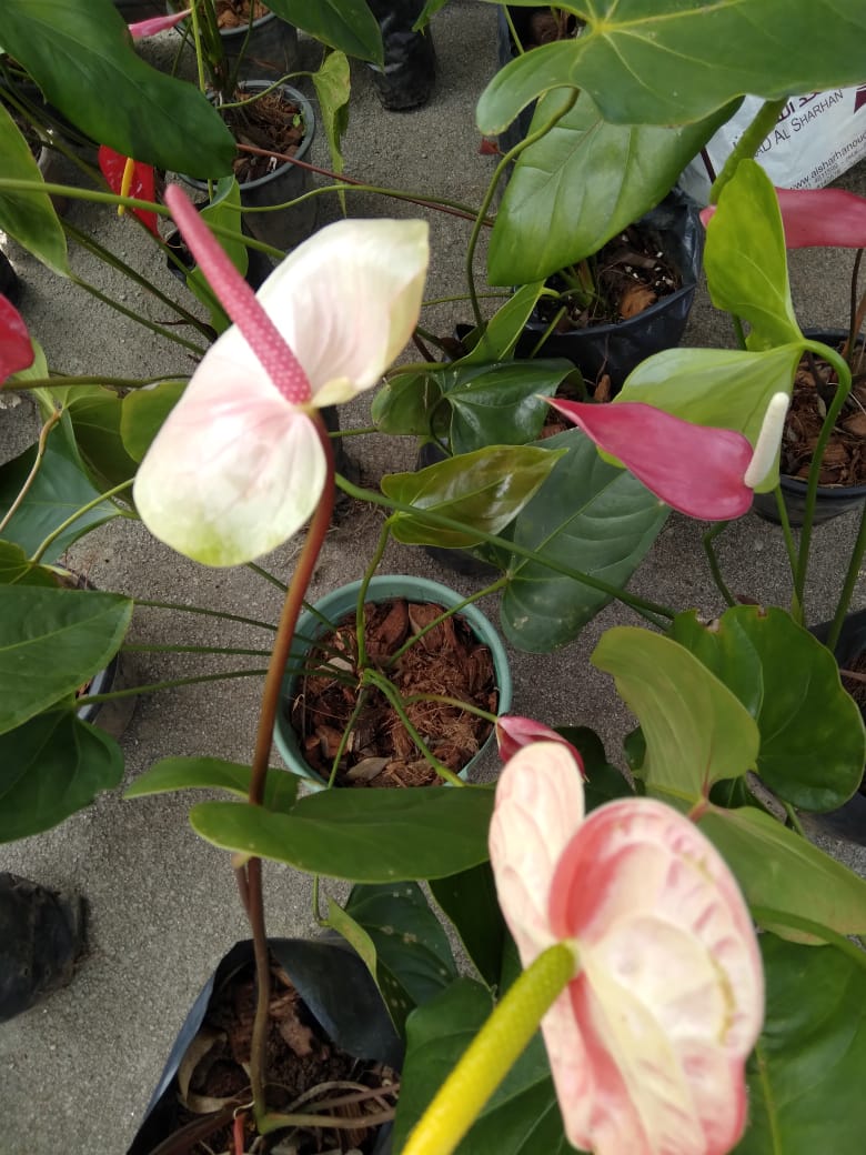 මල් හා පළතුරු
