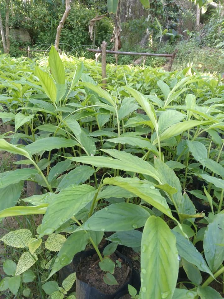 Sisila Nursery