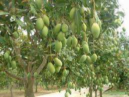 මඩුල්ල අඹ වගාව