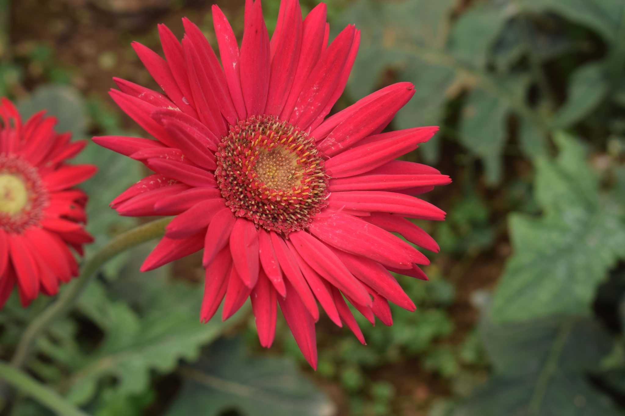 Nimesha plant nursery