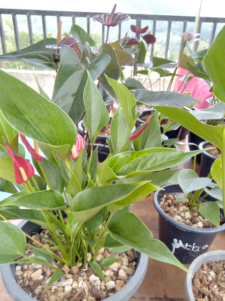 මහිදි