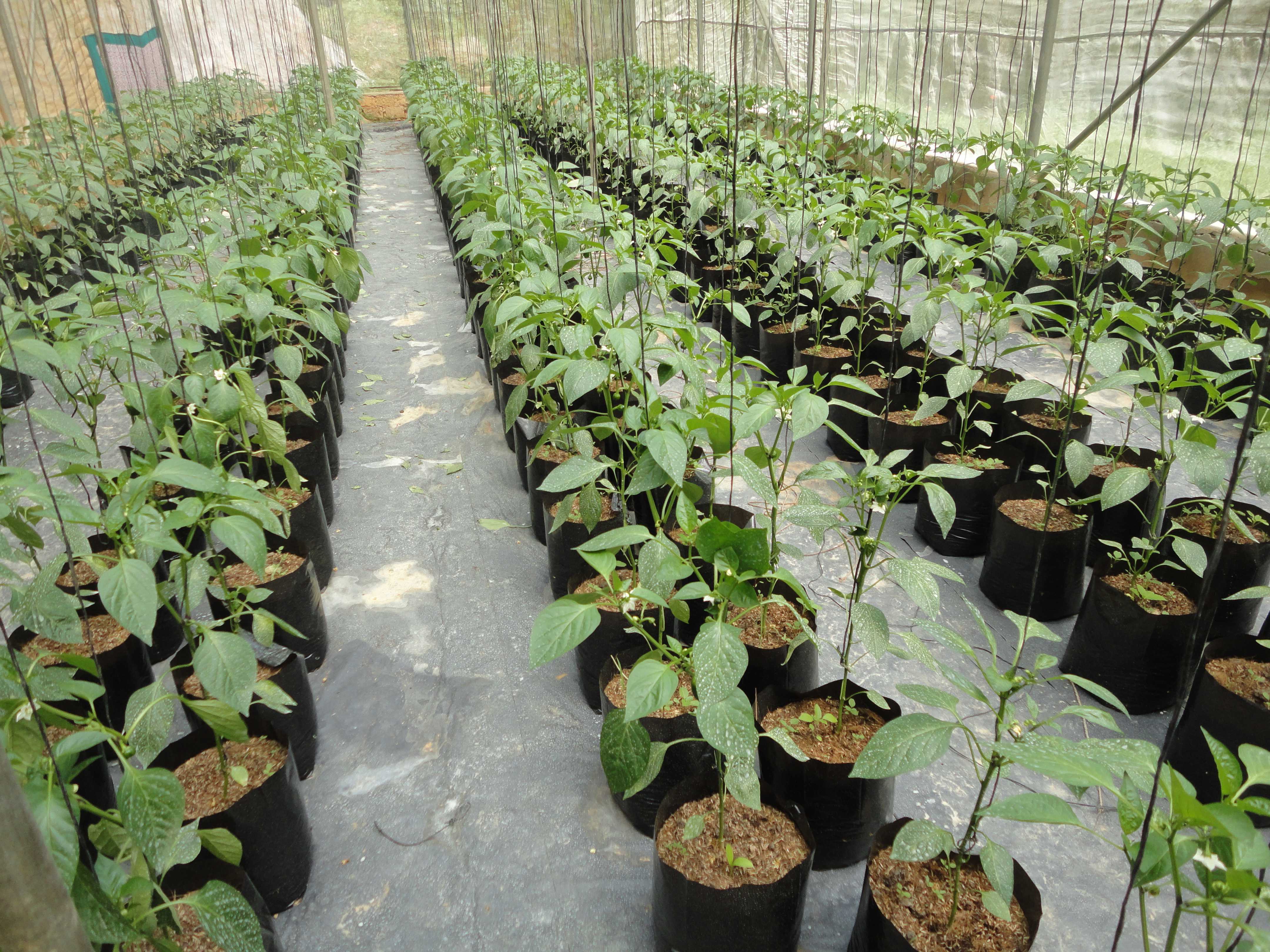 උපේක්ෂා හරිතාගාර නිෂ්පාදන