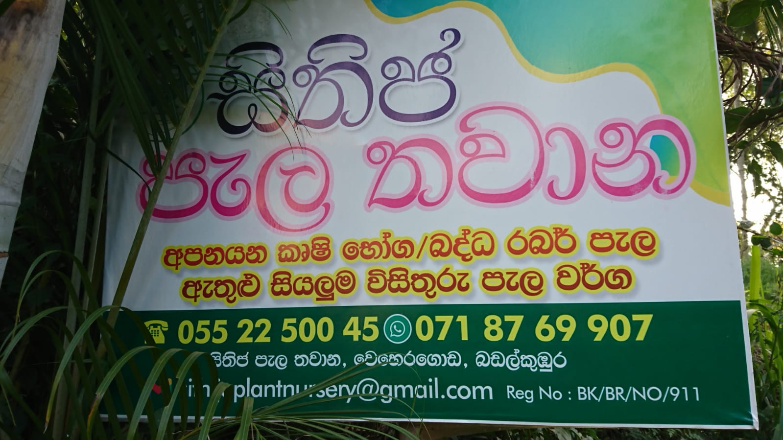 සිතිජ පැල තවාන