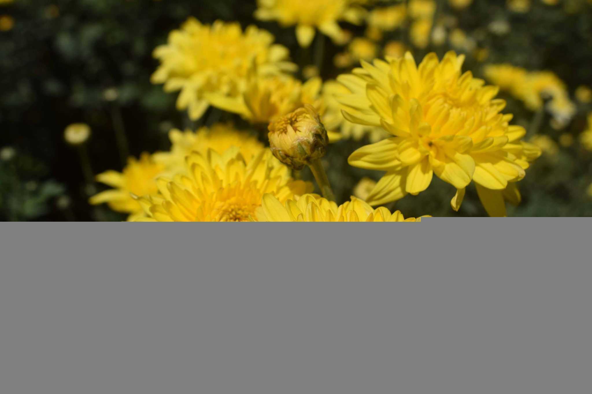 Kithsiri Flora