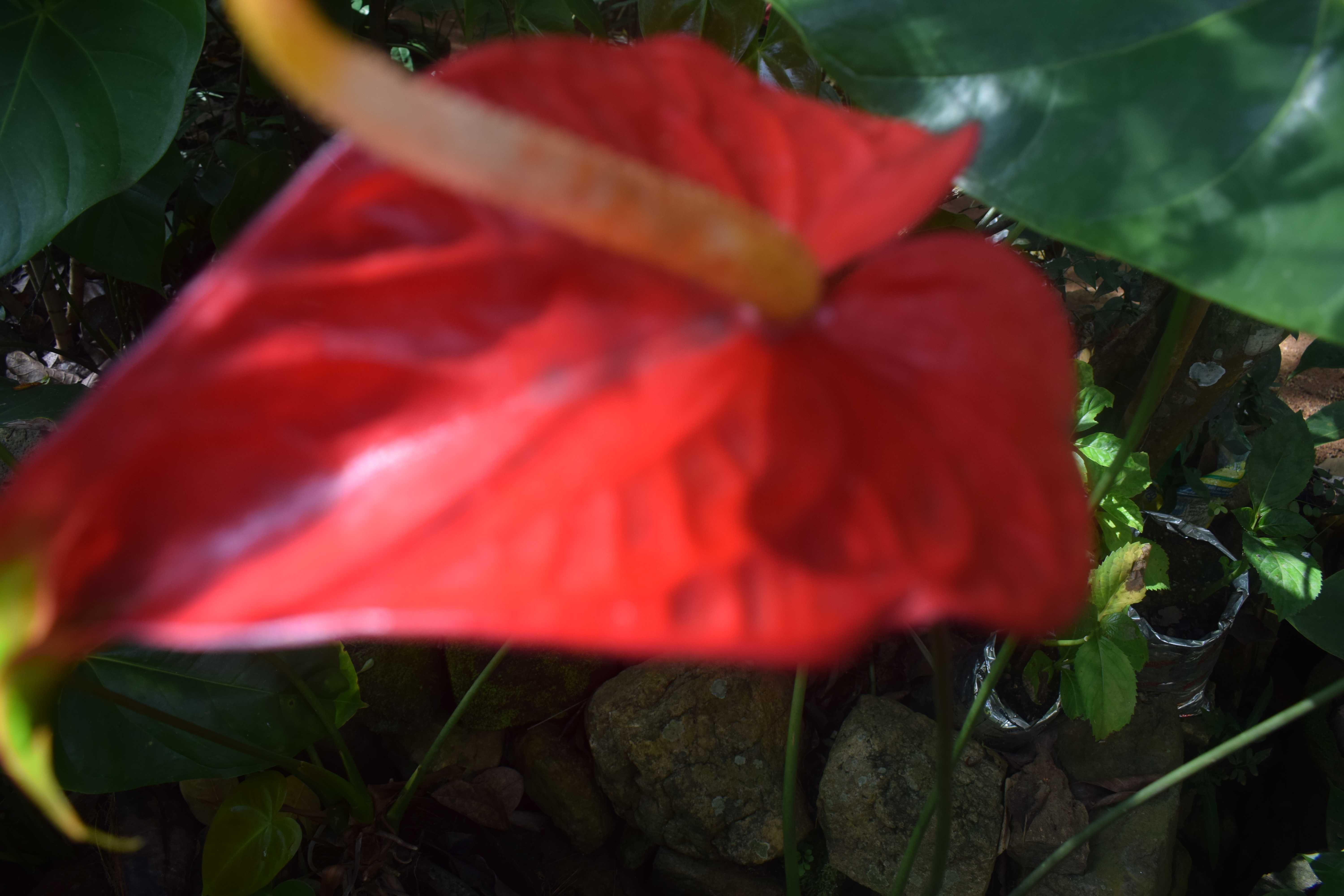 ඇන්තූරියම් ප්ලාන්ට්ස් දියතලාව
