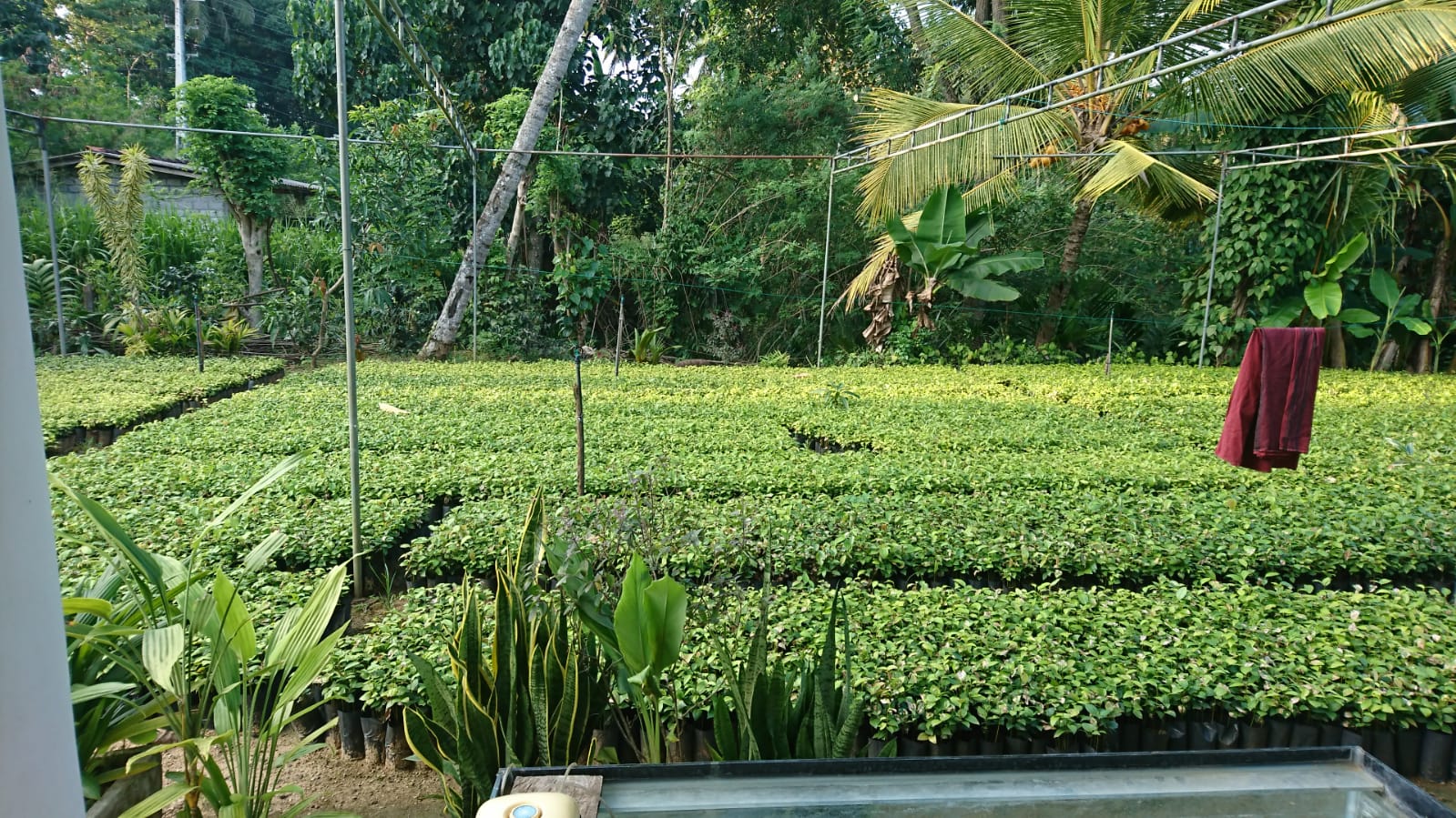 සිතිජ පැල තවාන