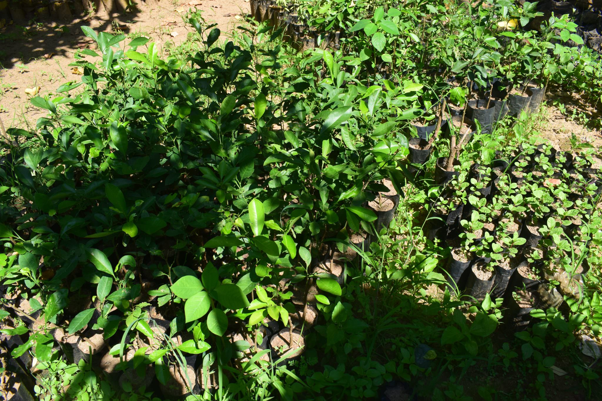 Haritha plant nursery