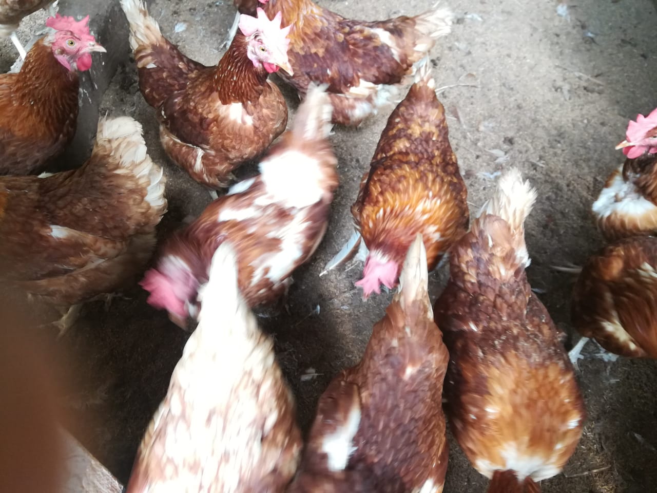 චන්න කුකුල් ගොවිපළ