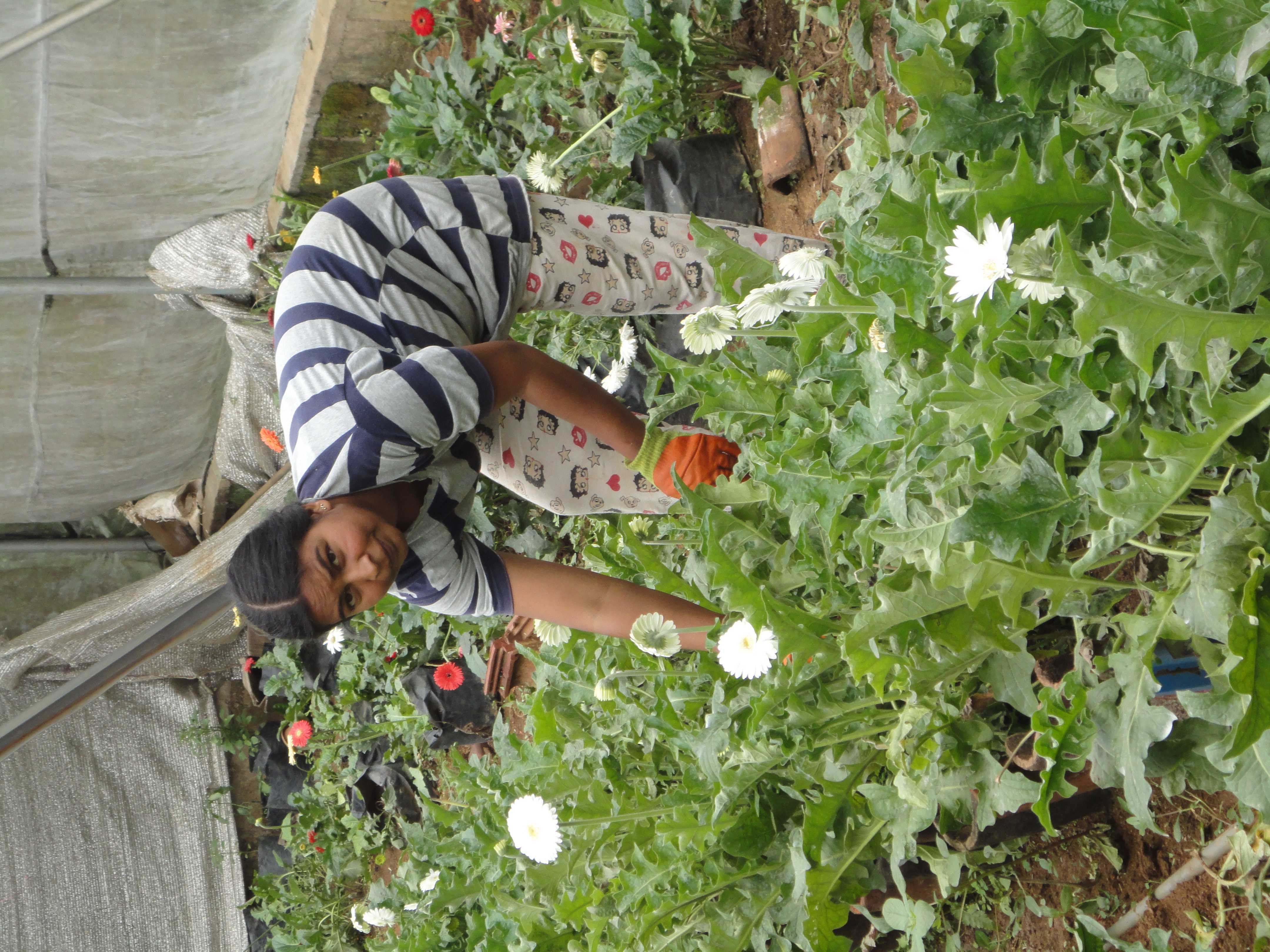 වනසිරි පැළ තවාන