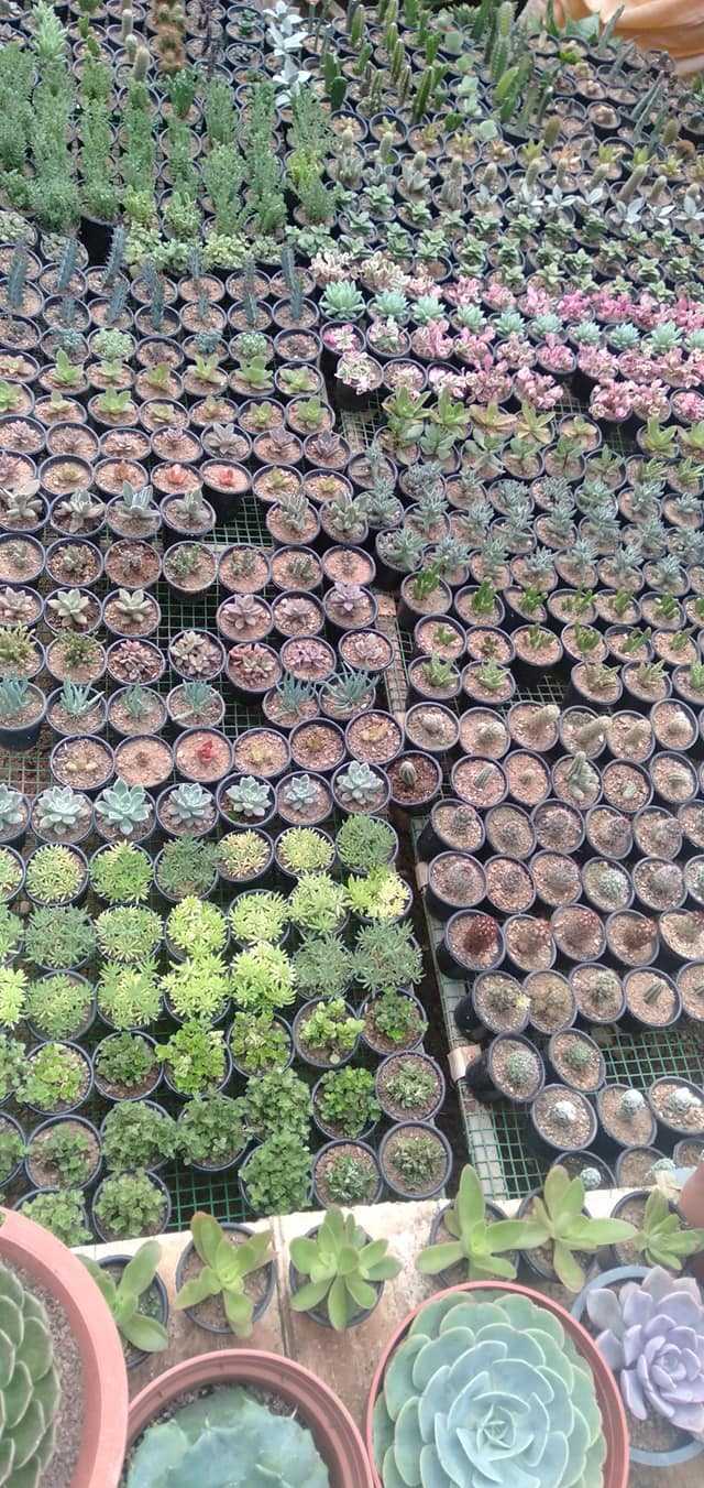 ආශා ෆ්ලෝරා