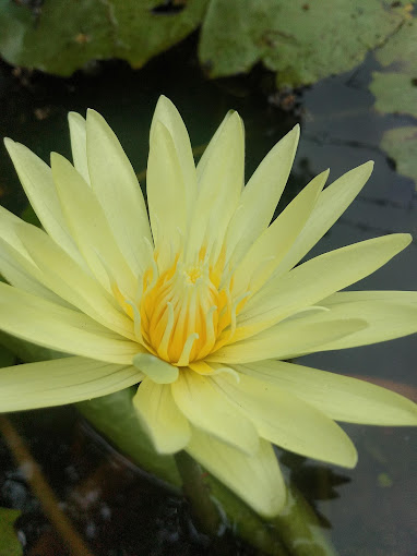 බ්ලූමින් ප්ලාන්ට්ස්