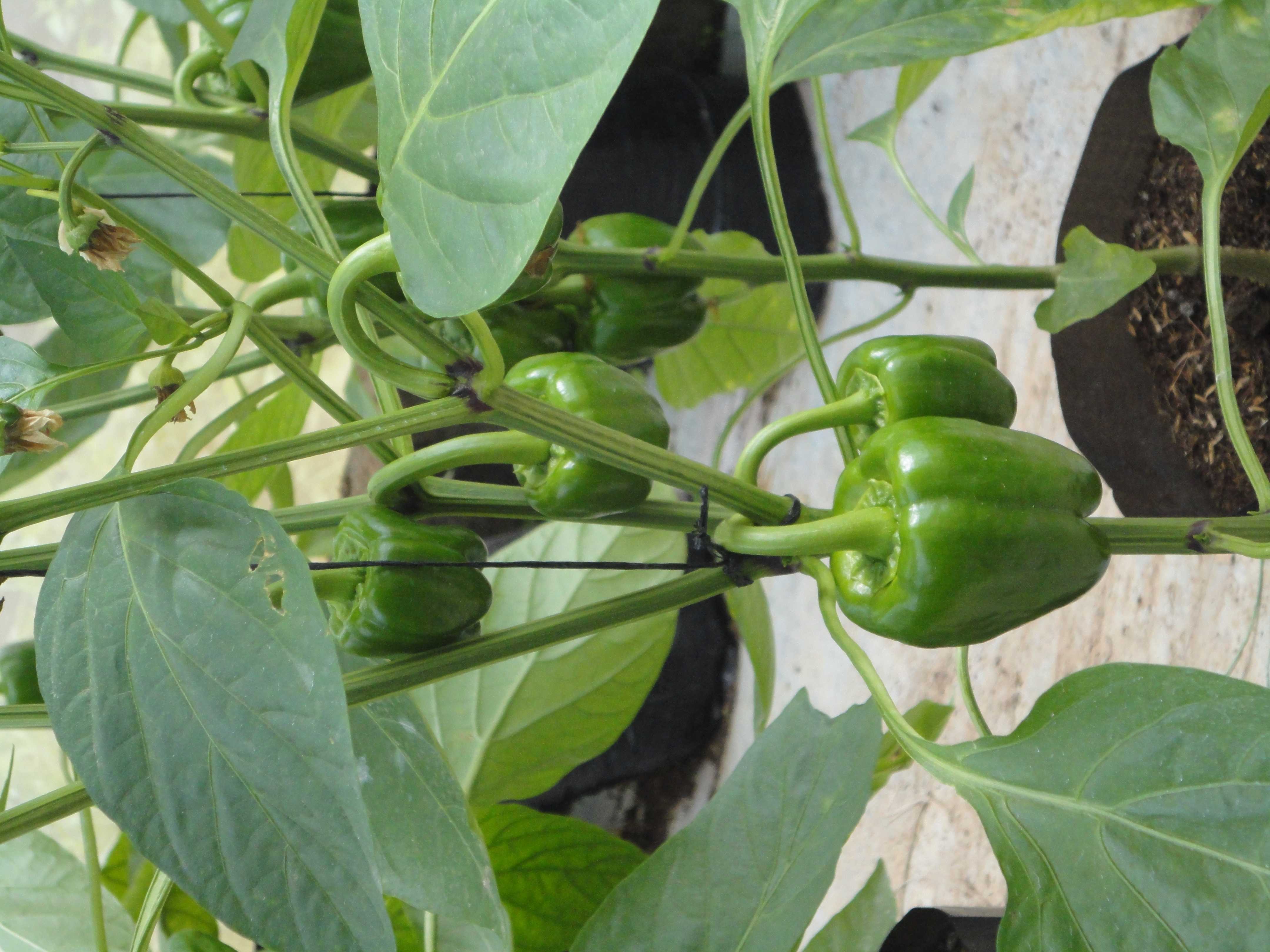 හරිතාගාර නිෂ්පාදන