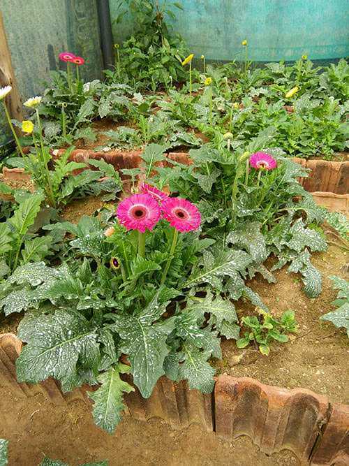 Chanchala Nursery