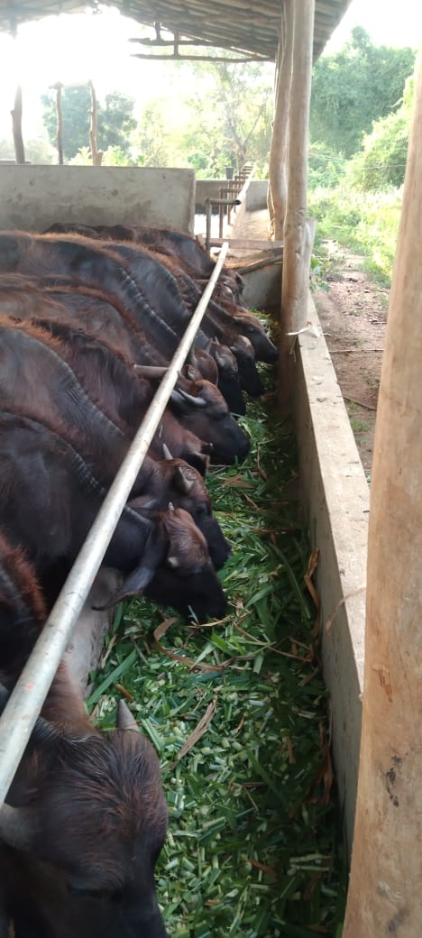 වසන්ත කිරි නිෂ්පාදන
