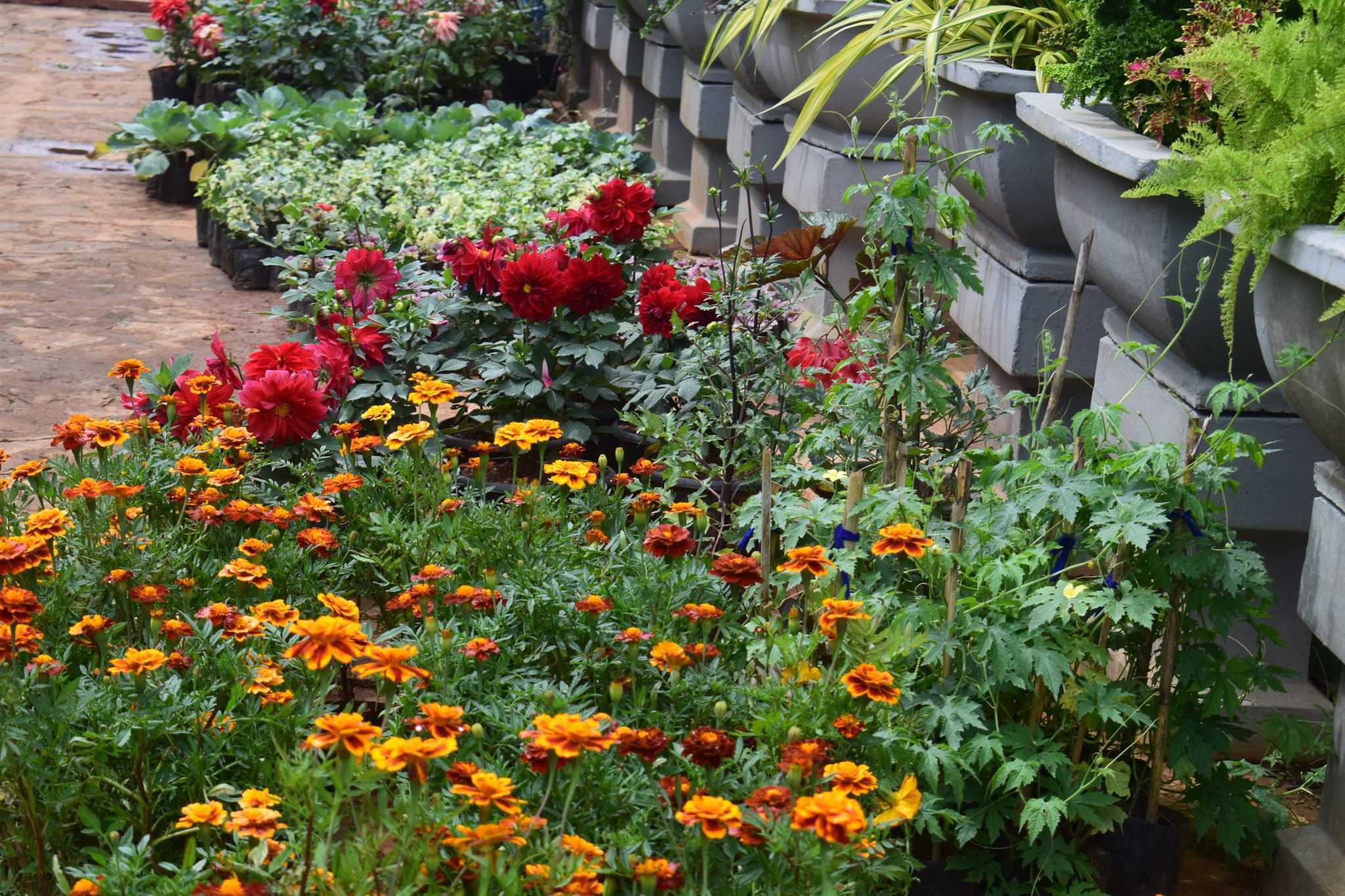NILMINI PLANT NURSERY