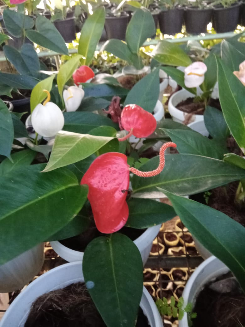 බිහාර පැල තවාන