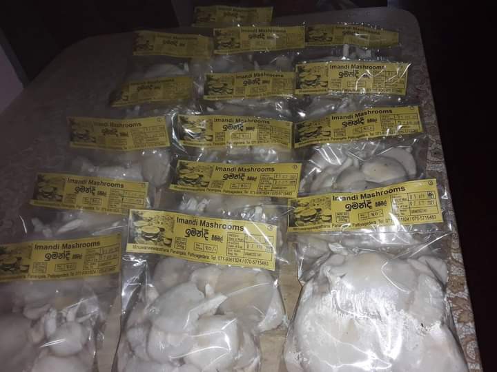 ඉමන්දී බිම්මල්