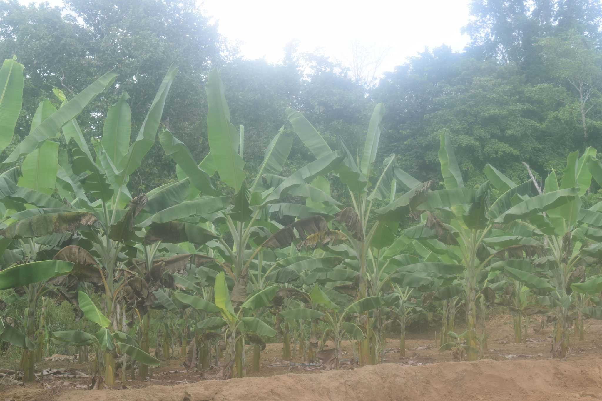ඩිංගිරි බණ්ඩා කෙසෙල් වගාව