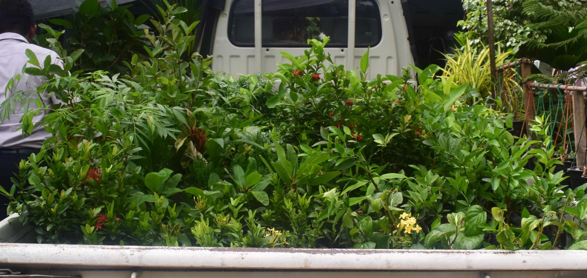 Ranga plant nursery