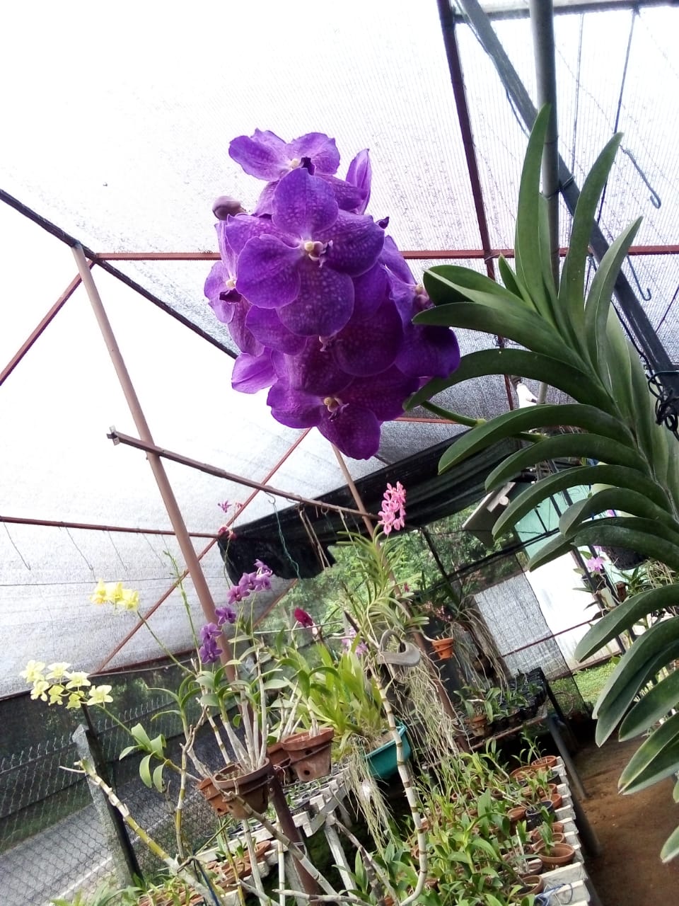 සිතිජ ඕකිඩ්