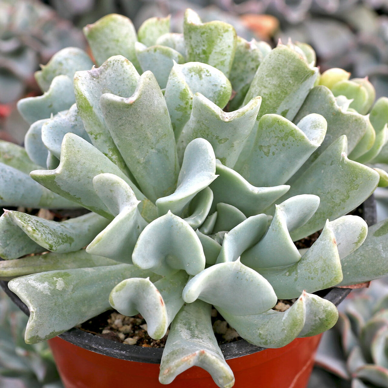 plantSmart
