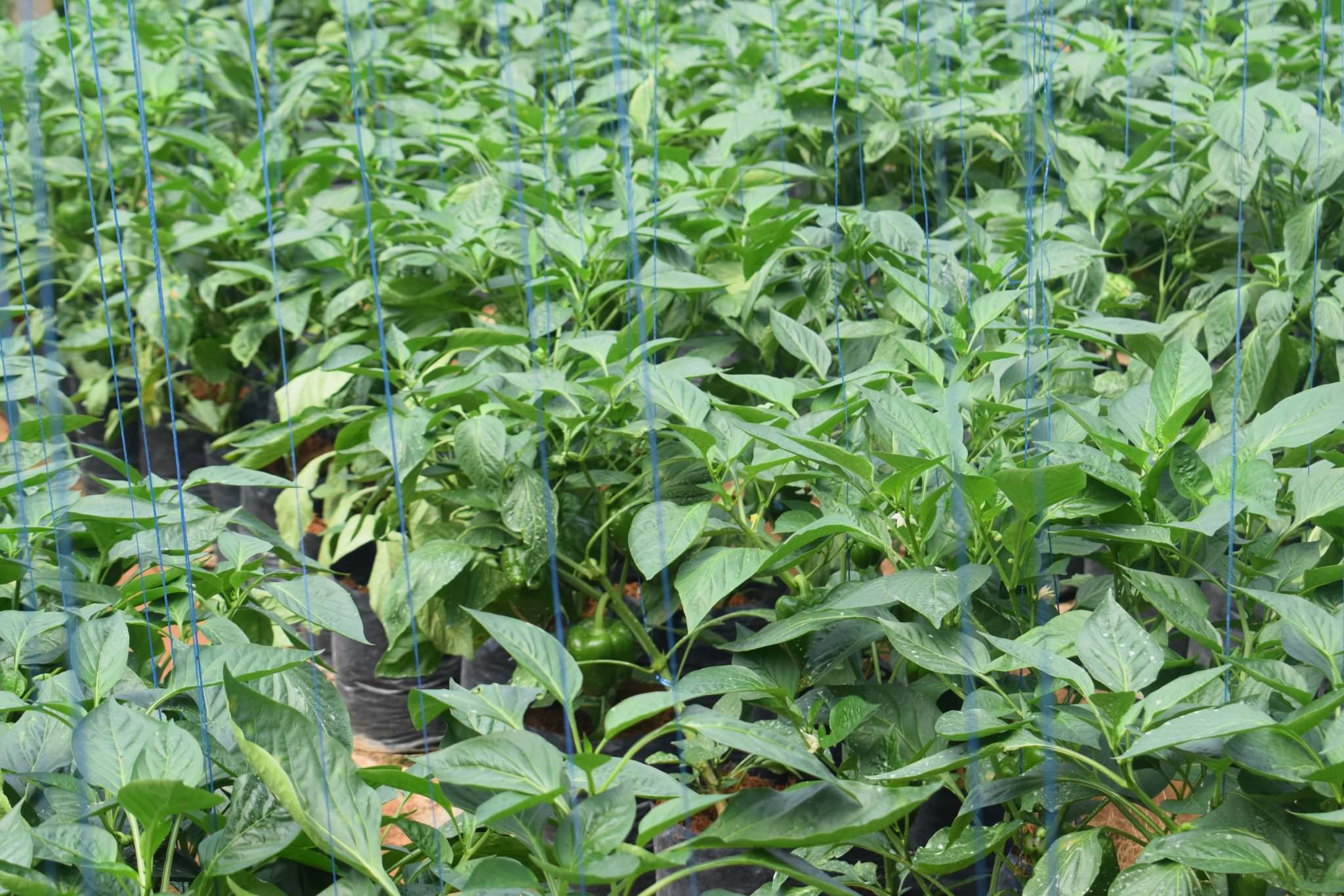 ජයමාල් බෙල්පෙපර්ස්