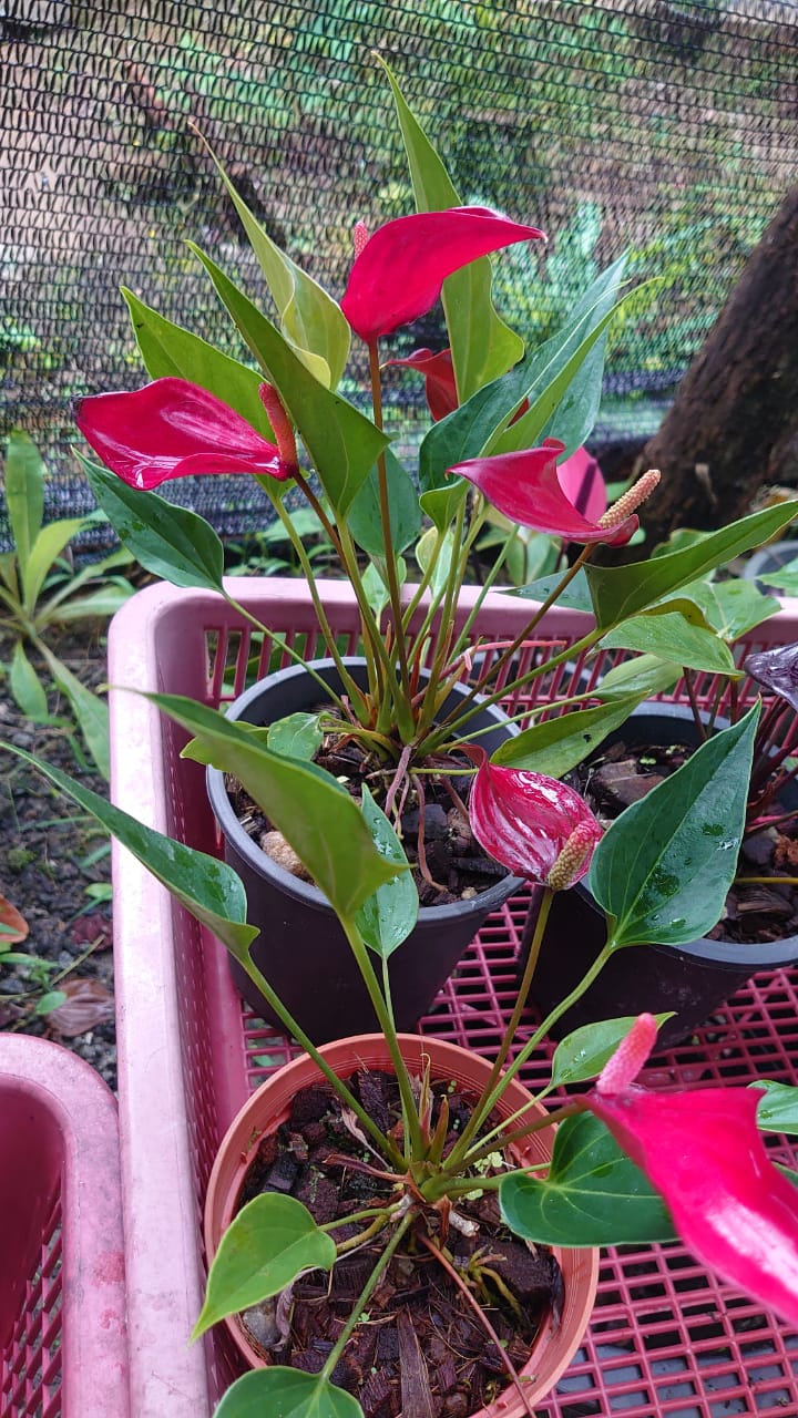 හසි විනූ ඇන්තූරියම්