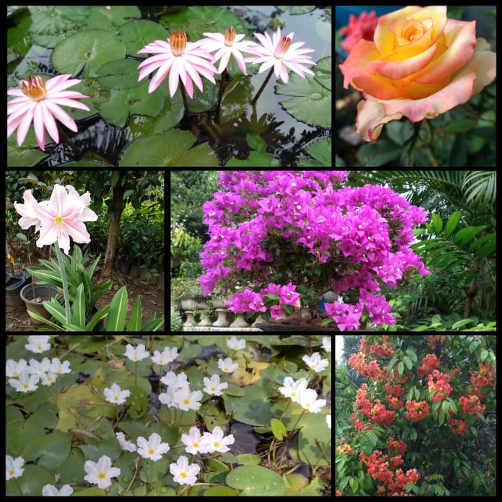 රංග පැල තවාන