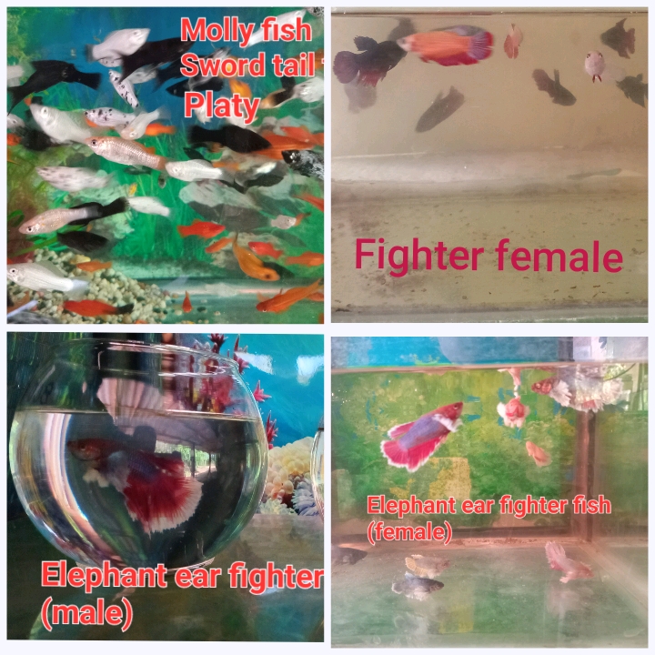 මින් රූසිරි මින් මැදුර (Min rusiri aquarium)