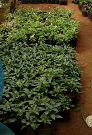 sheela flower nursery