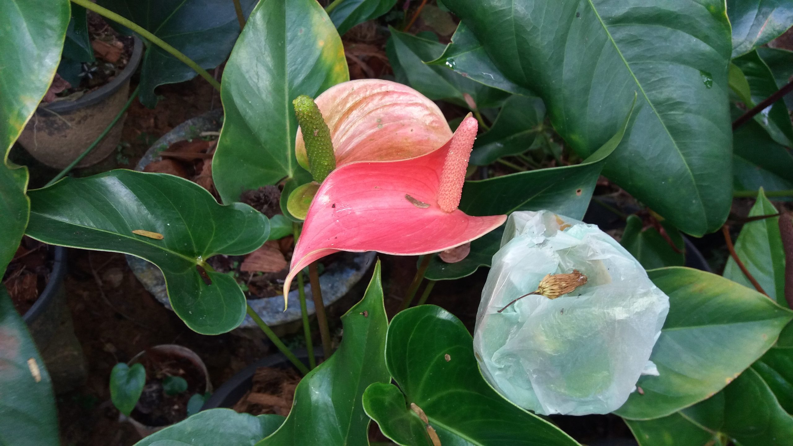 විසිතුරු  මල්