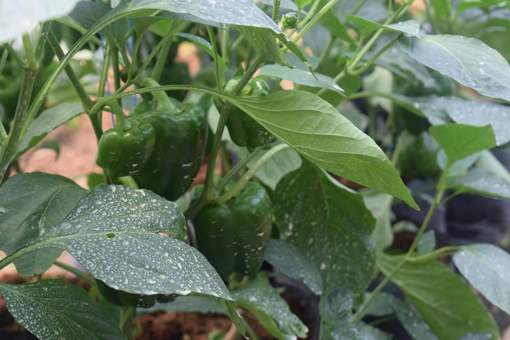 ජයමාල් බෙල්පෙපර්ස්